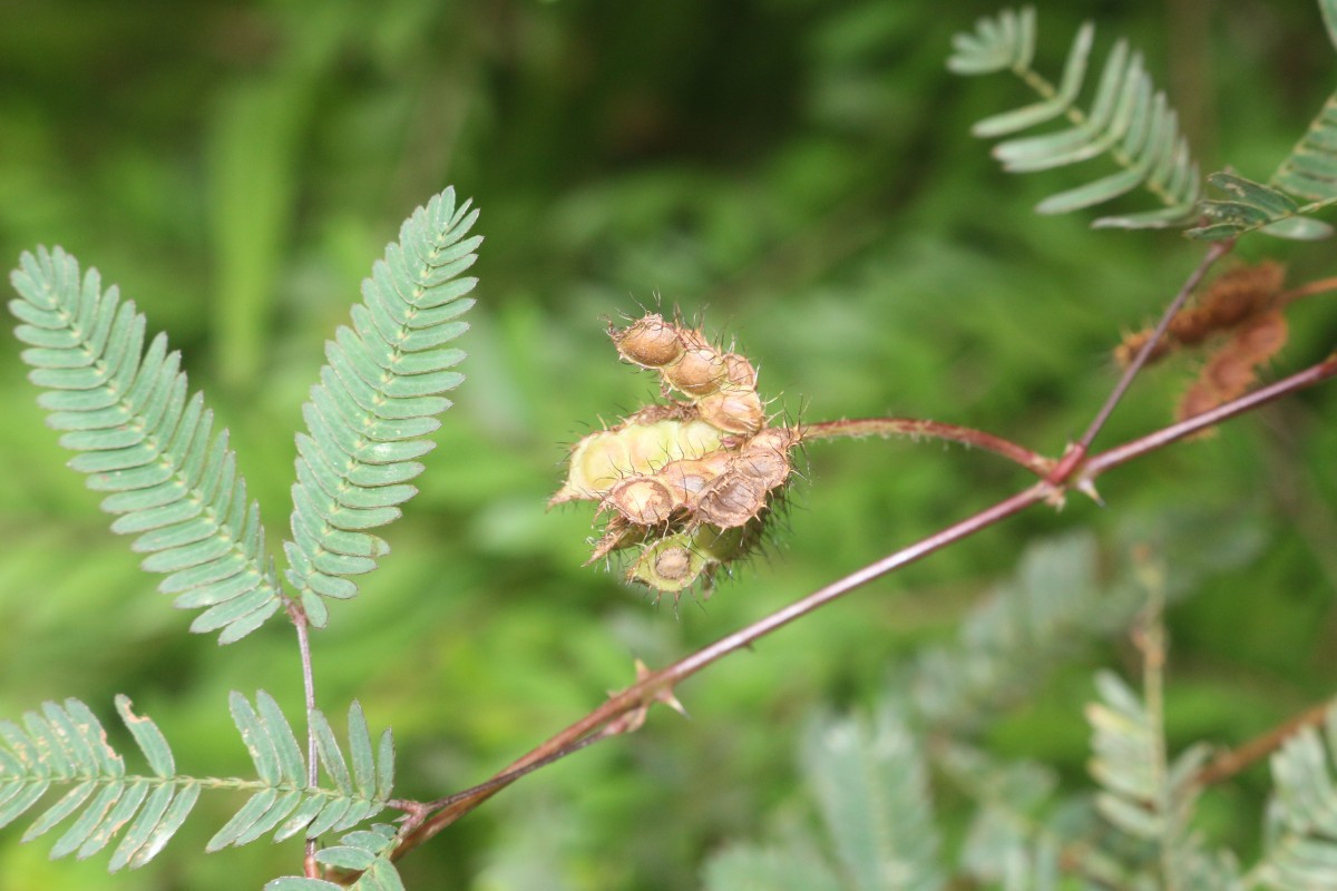 Mimosa pudica L.